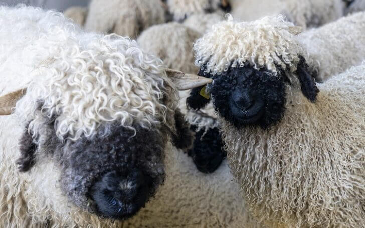 sheep with black faces