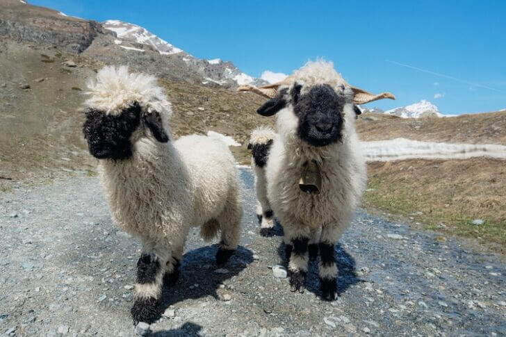 sheep with black faces