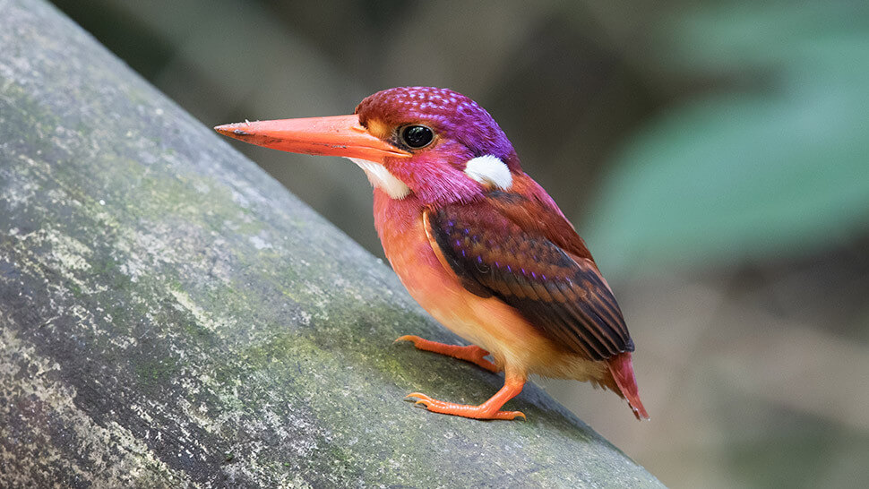 Dwarf Kingfisher