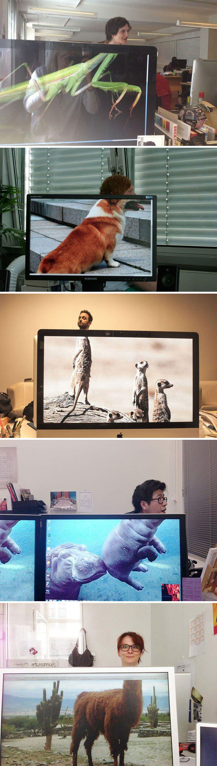 funny desktop wallpapers