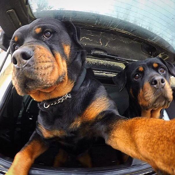 funny animal selfies