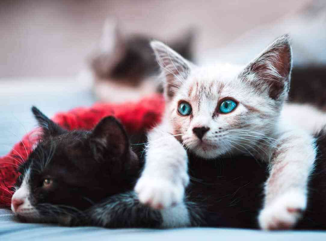 kittens rescued from garbage bin