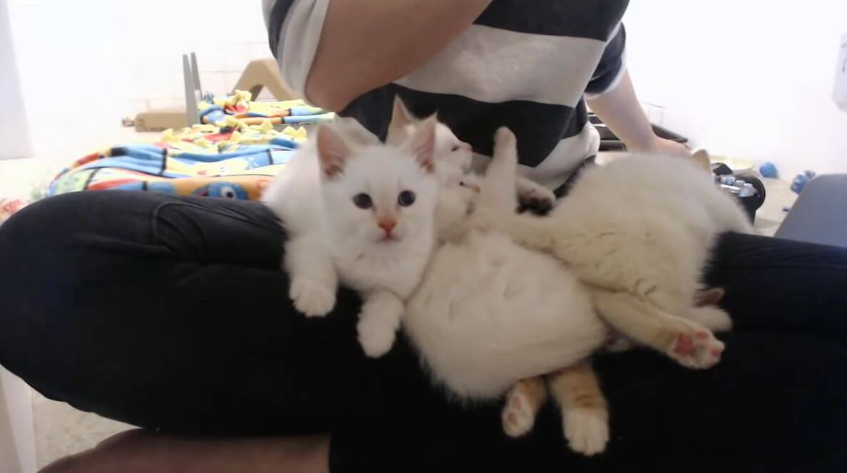kittens rescued from garbage bin