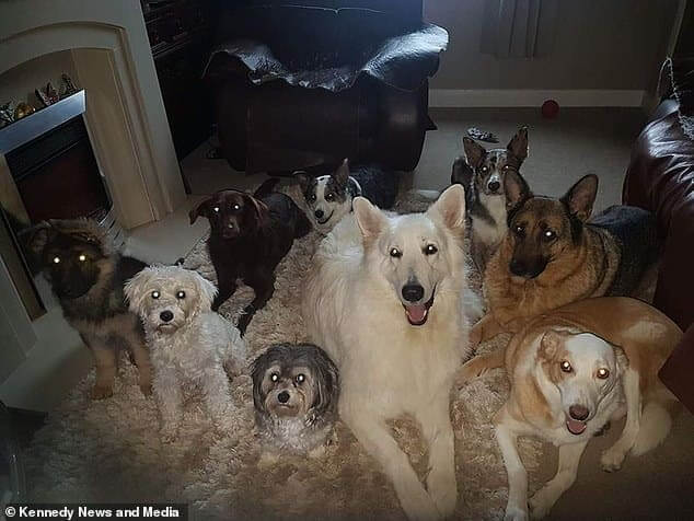 a family of 17 cats and dogs 
