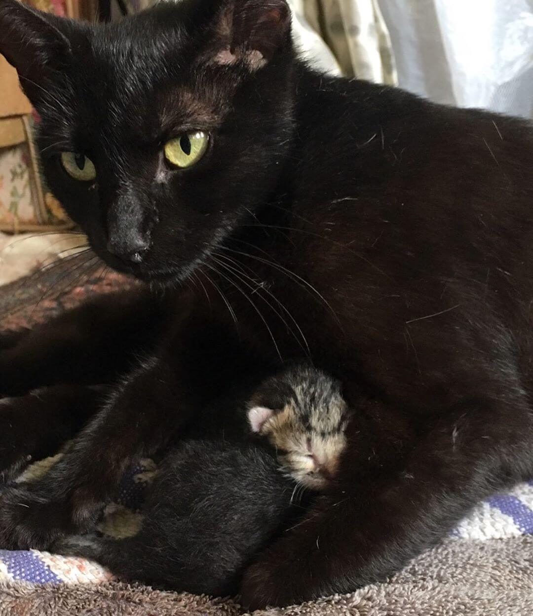 Stray Cat meeting her babies