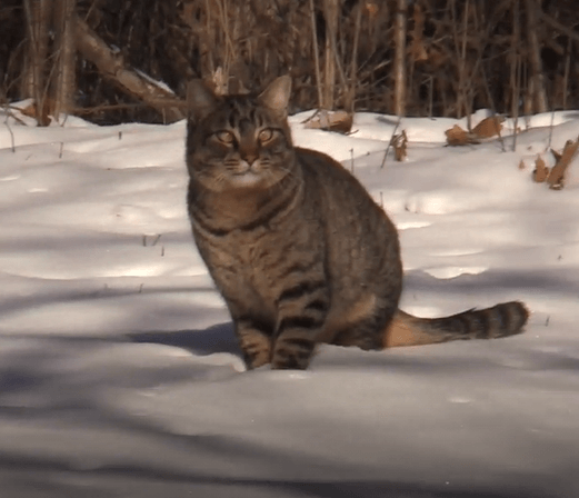 The man who saved two cats living in the snow