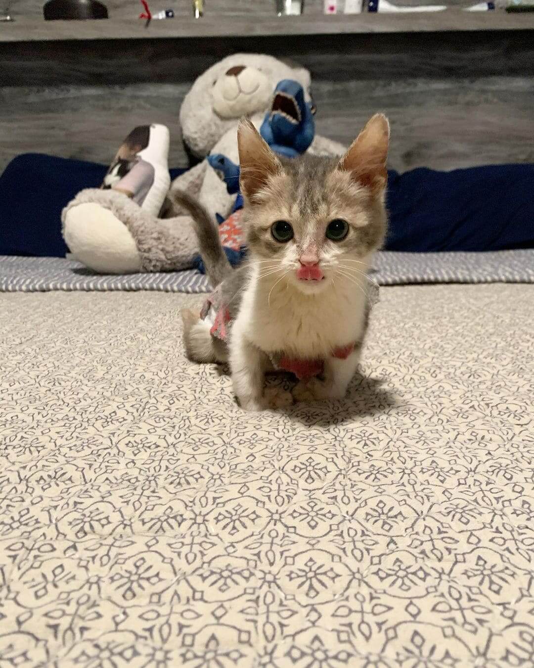 Paralyzed kitten wants everyone's attention