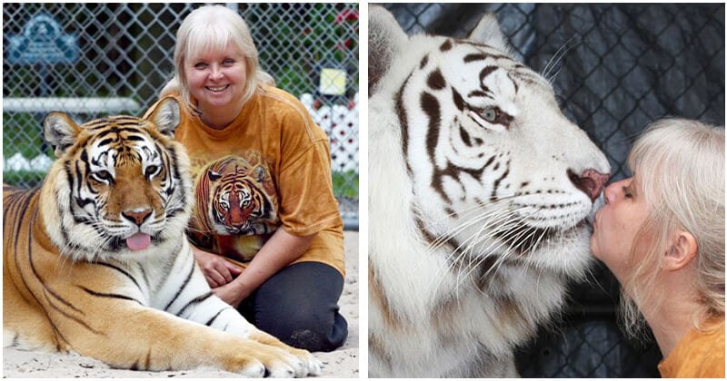 Florida Woman Keeps Two Tigers In Her Backyard And They Both Love Her More  Than Anything In This World