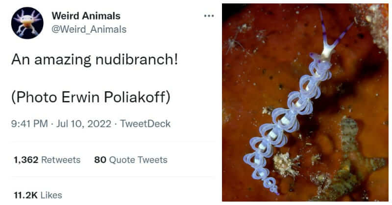 40 Weird Animals That You Might Have Never Heard Or Seen Before, Shared By This Twitter Page