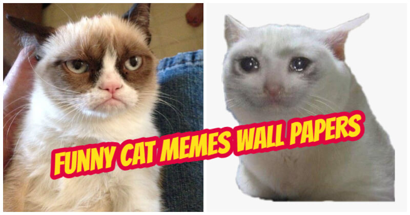 101 Funny Cat Memes To Make You Laugh in 2023  Parade Pets