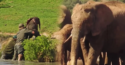 Drowning Baby Elephant Saved By Man, And His Herd Turned Around To Do The Unexpected