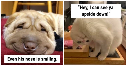18 Photos That Prove Animals Are An Eternal Source of Happiness In The Universe