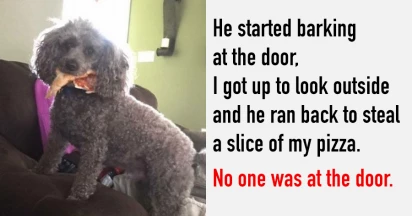 29 Photos That Perfectly Depict the Reality of Owning a Dog