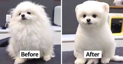 16 Before-and-After Photos of Dogs After Their Grooming Makeovers