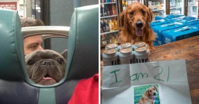 15+ Adorable Doggos That Will Put You in a Happy Mood