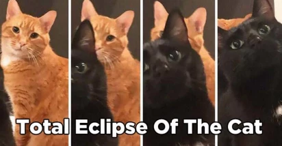 25 Funny Cat Memes Shared By Cat Owners To Make You Laugh at Every Time