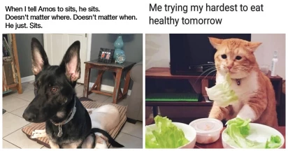 30 Hilarious Animal Memes To Put A Smile On Your Face
