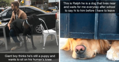 50 Funny Posts That Prove Life With Dogs Is Full of Joy And Love