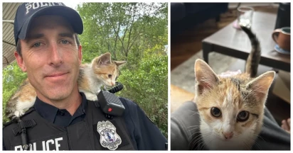 Kitten Thrown From Car Window Rescued By A Cop: An Unlikely Friendship Story