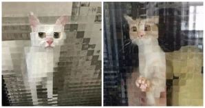 20+ Most Adorable Pictures Of “Low-Resolution” Cats