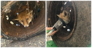Despaired Fox Stuck In Tire Finally Gets Rescued And Released Back Home