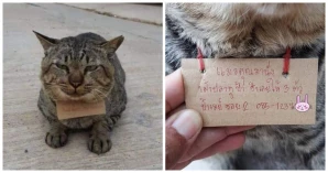 Missing Cat Comes Back With Surprise Note On His Neck