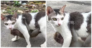 Cat Meets Lost Baby Monkey On Street And Decides To Be His Mother