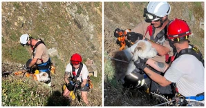 Brave Firefighters Rush to Rescue Terrified Dog Stuck On Cliff Edge