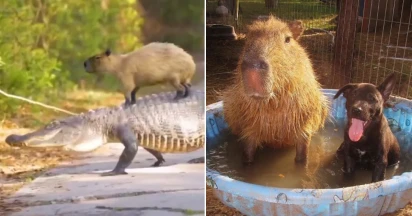 Are Capybaras Friendly: 5 Heartwarming Stories To Prove They Are Nature’s BFF!