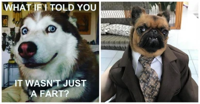 24 Adorkable Doggo Memes To Prove Why They Are Man