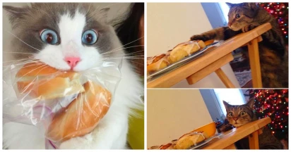 23 Comedic Moments Of Cats Trying To Steal Your Food: I Pulled A Sneaky On Ya