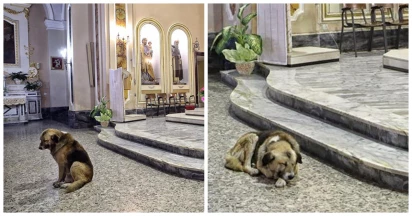 This Dog Is Welcomed At Church Where He And Depart Owner Shared Countless Moments
