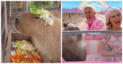 30 Cuddly & Cute Capybara Memes To Keep You Company This Monday