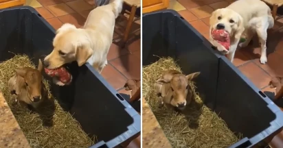 Viral Video Of Sweet Golden Retriever Sharing His Plushie With Fellow Calf Moves MILLIONS Of Hearts