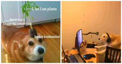 30 More Funny Doggo Memes For All The Canine Cultists In The World