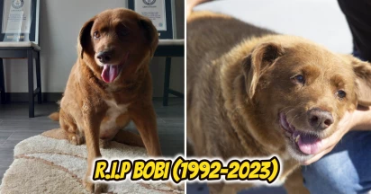 World’s Oldest Dog, Bobi, Dies A Good Boy Months After Celebrating His 31st Birthday