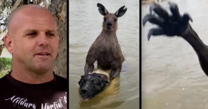 Australia Strikes Again! Man Goes Into Boxing Mode With 7-foot Kangaroo After It Tries To Drown His Dog