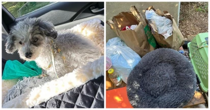 Senior Dog Abandoned With All Her Belongings And A Request For Euthanasia