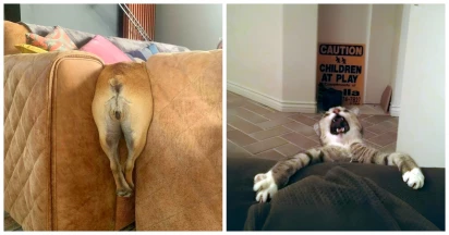 35 Side-Splitting Animal Fails That Will Have Us Gasping For Air