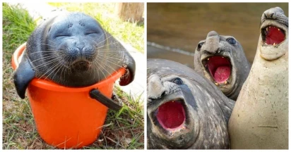 These 30 Aww-dorable Seal Memes Prove That They Are Just Underwater Doggos