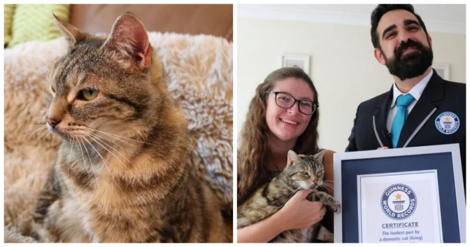 Cambridgeshire Cat Breaks Guinness World Record With Loudest Purr