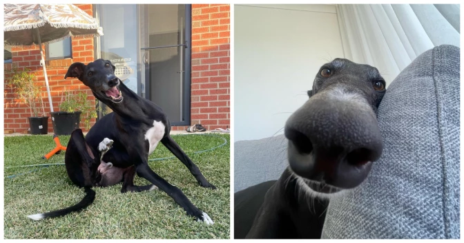 Greyhound With Epilepsy Initially Confused By Living Inside, Now Enjoys Spending Time On Couch 11/2023