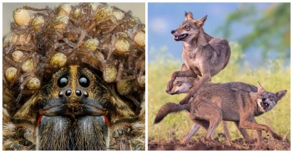 Winners Of 2023 Nature Conservation Photo Contest Revealed—Prepare To Be Wow