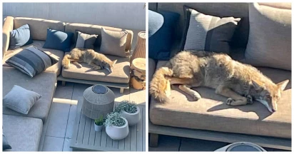 This Wild Coyote Comfortably Snoozes On An Outdoor Couch Like Pet Dog