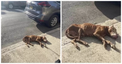 Pedestrians Spot This Dog Covered In Urine And Fleas—Then Realize She’s Still Alive