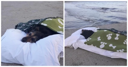 “Losing Them Is the Most Painful Thing”: Man Takes His Elderly Dog To The Beach For The Last Time