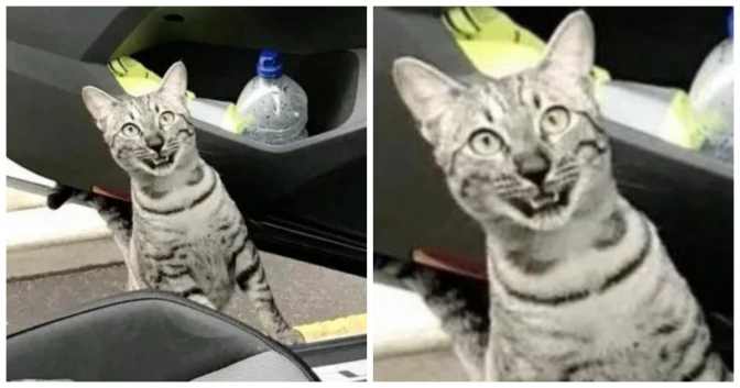 Oh Hi There! This Cat’s Reactions When He Bumps Into Owner A Quarter Mile From Home