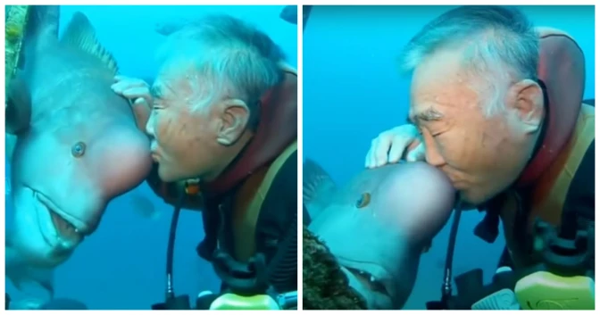 This 79-Year-Old Diver Has Had Adorable Friendship With A Fish For Nearly 30 Years