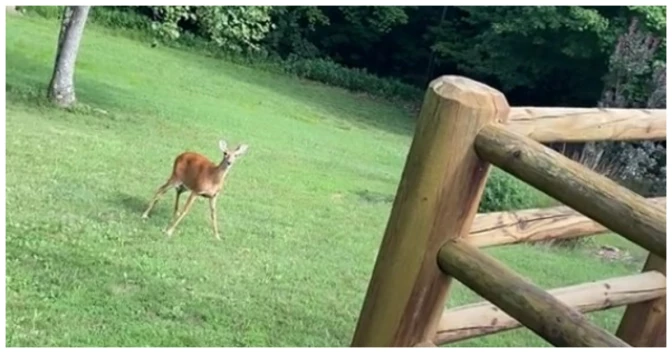 Momma Dear Hears 5-Week-Old Baby Crying In Yard And Jumps In Right Away