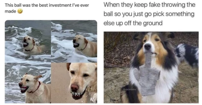 50 Hilarious Doggo Memes To Brighten Your Day (5/12/2023)